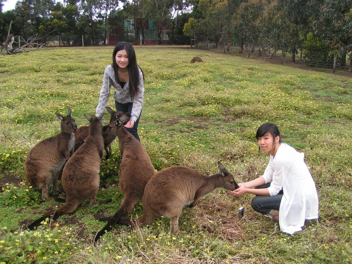 Students_with__kangaroos_-_Kangaroo_Island